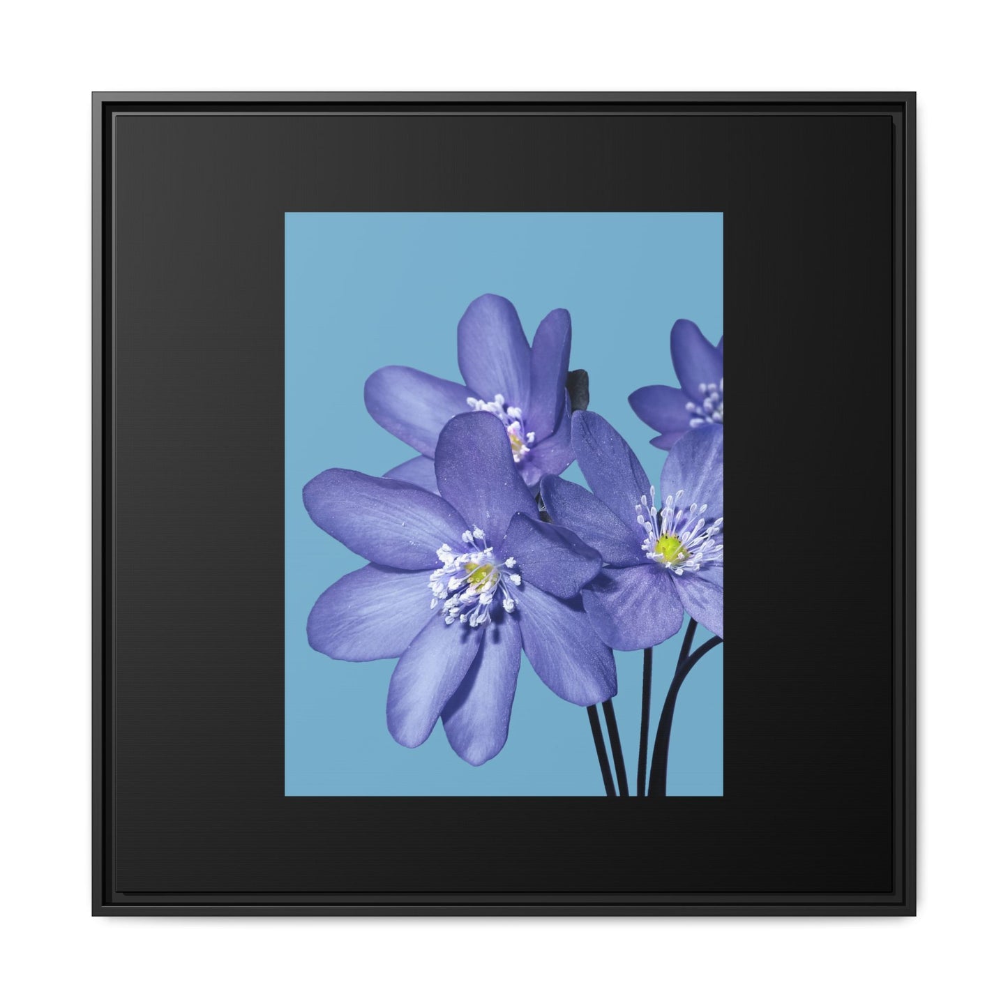 Framed Floral Canvas Art - Vibrant Blue Flower Decor