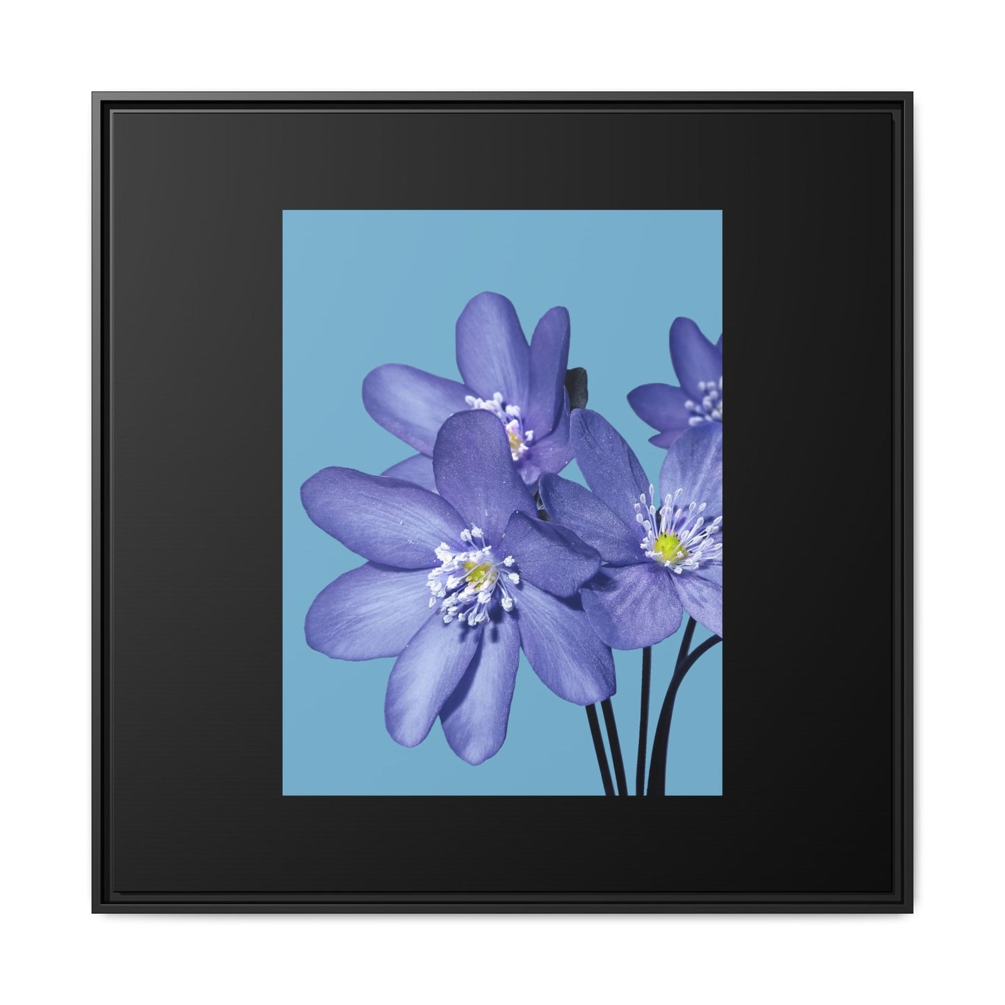 Framed Floral Canvas Art - Vibrant Blue Flower Decor