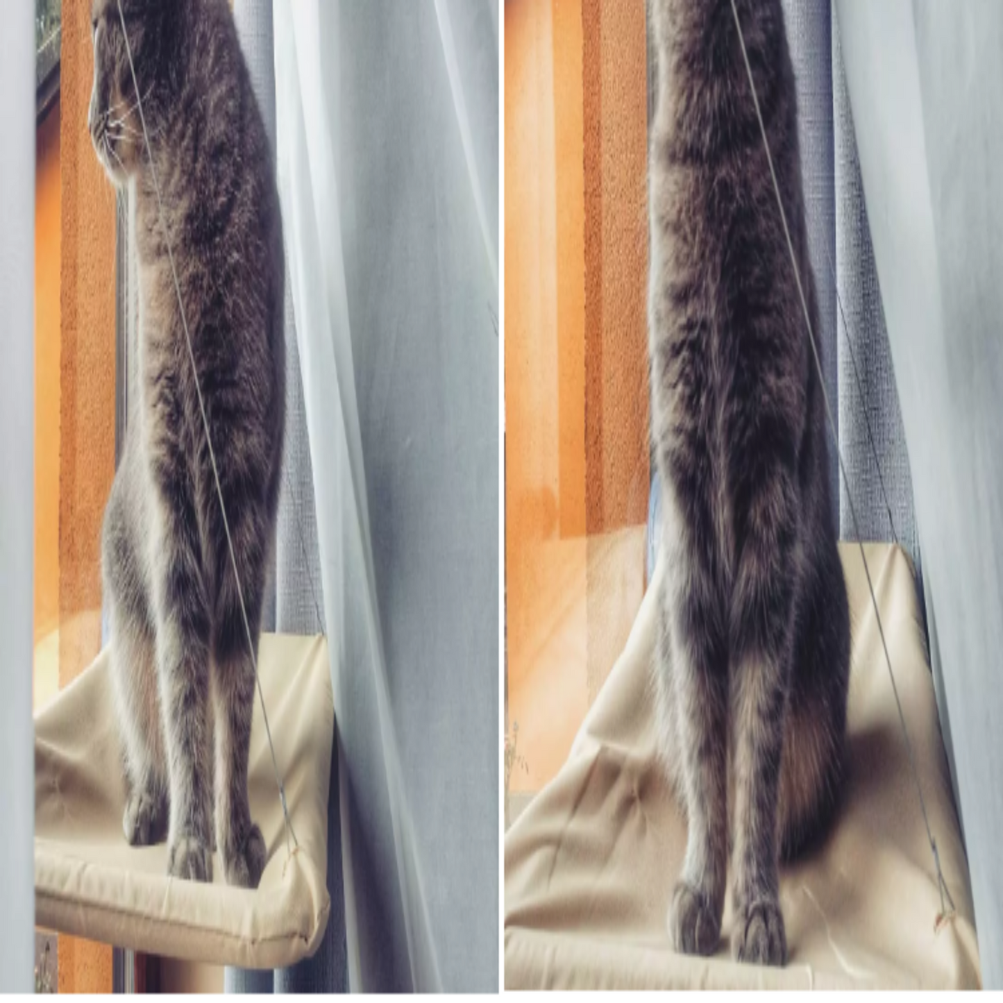 Two views of a gray cat standing on a windowsill with curtains.