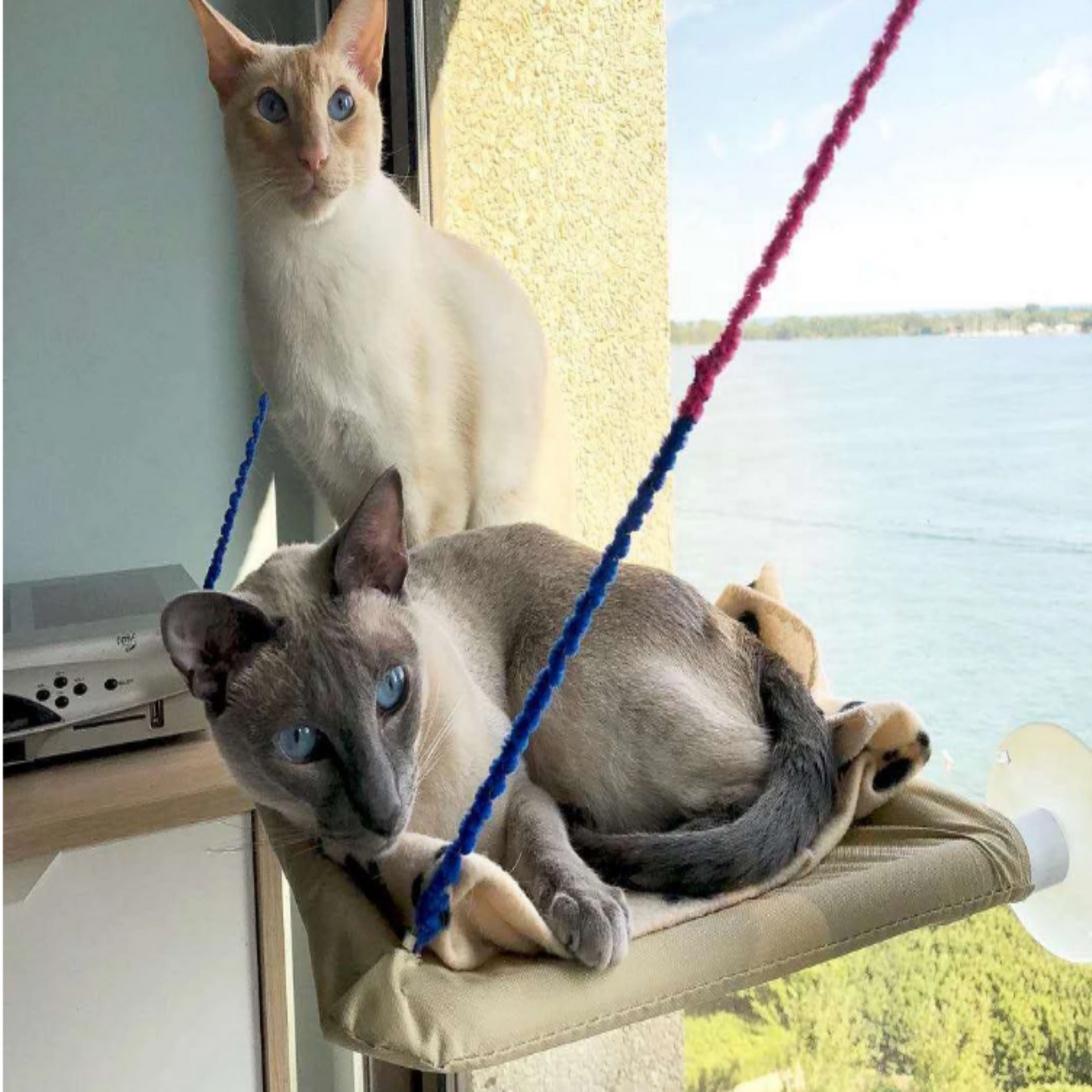 Two cats lounging on a hammock by a window with a scenic view.