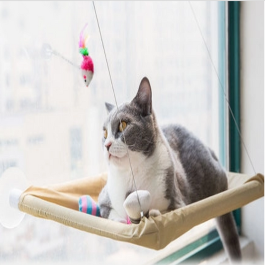 Cat on a hammock with colorful toys in a bright room